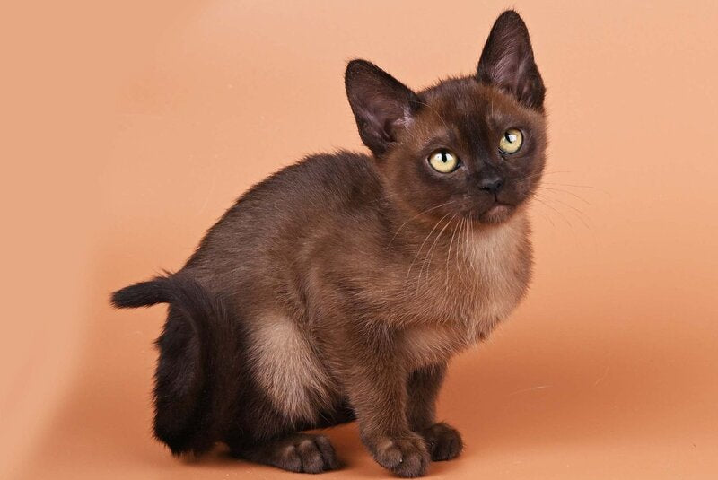Zakhar Burmese male, black