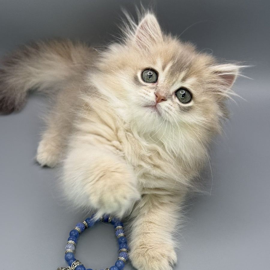 Jardin Scottish Straight female, blue golden shaded