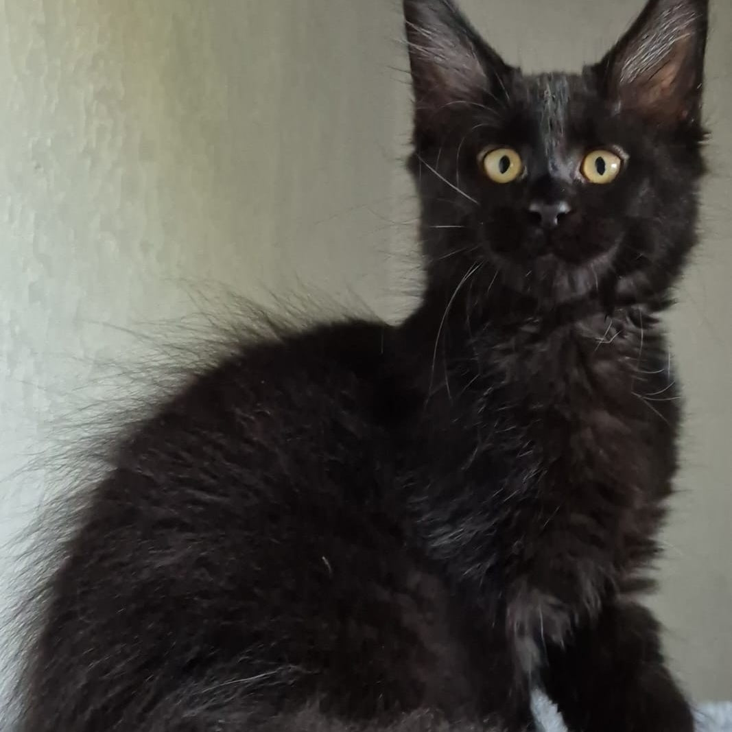 Kimberlite Maine Coon female, black