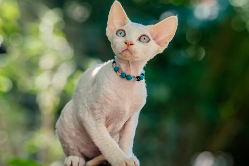 Ice Cream Devon Rex male red pointed - live animals