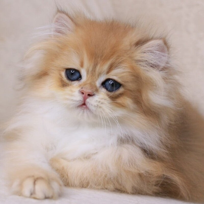 Quantum British Longhair male, black golden chinchilla