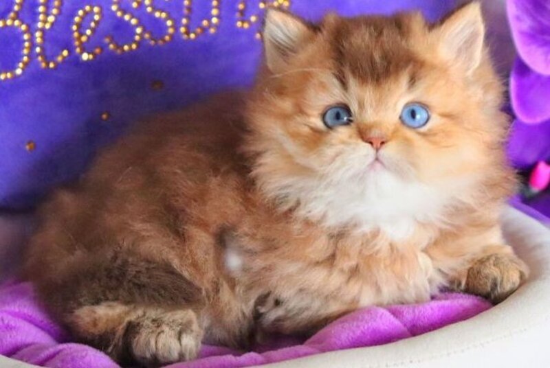 Billi British Longhair male chocolate golden ticked tabby - live animals