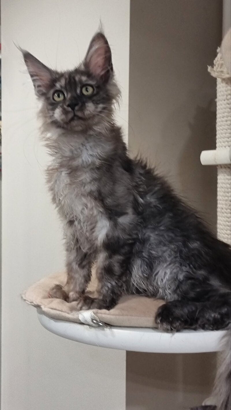 Cassia Maine Coon female black silver - live animals