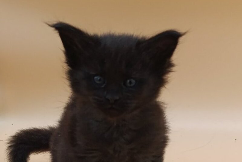 Iris Maine Coon female black silver live animals