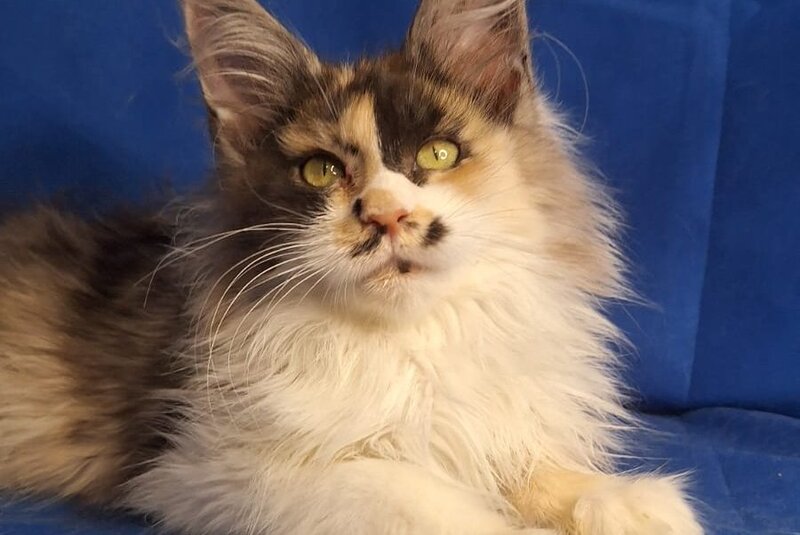 Lilit Maine Coon female, black tortie silver tabby bicolour