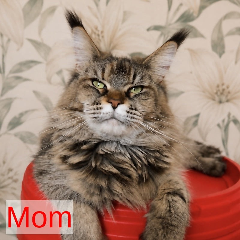 Gemma Maine Coon female, black tortie silver ticked tabby