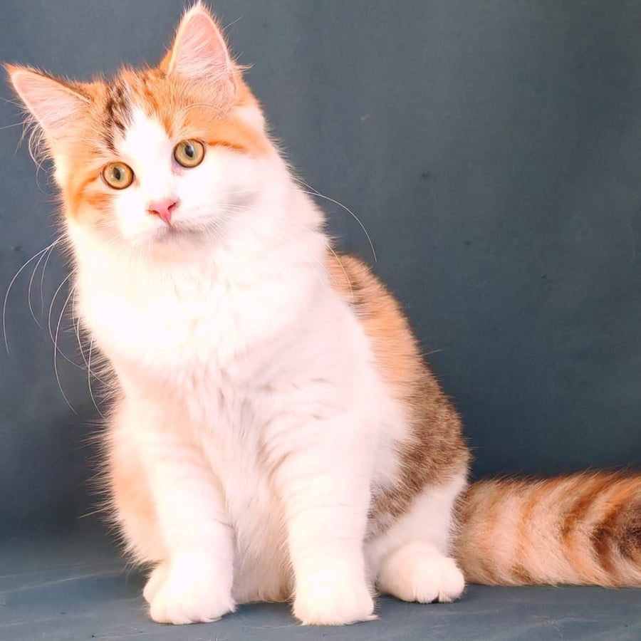 Pelageya Siberian female, black tortie harlequin spotted tabby