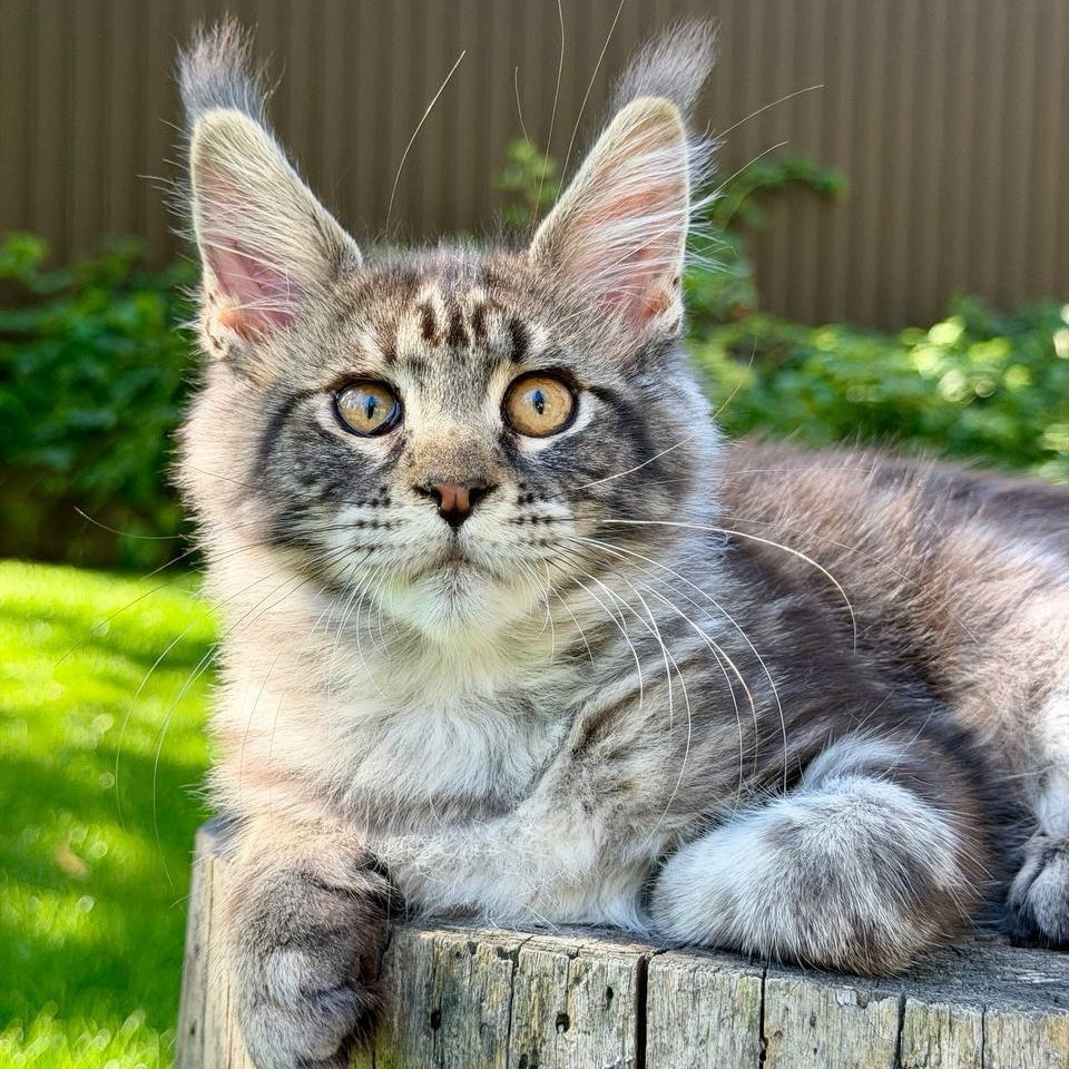 Naomi Maine Coon female, black tabby