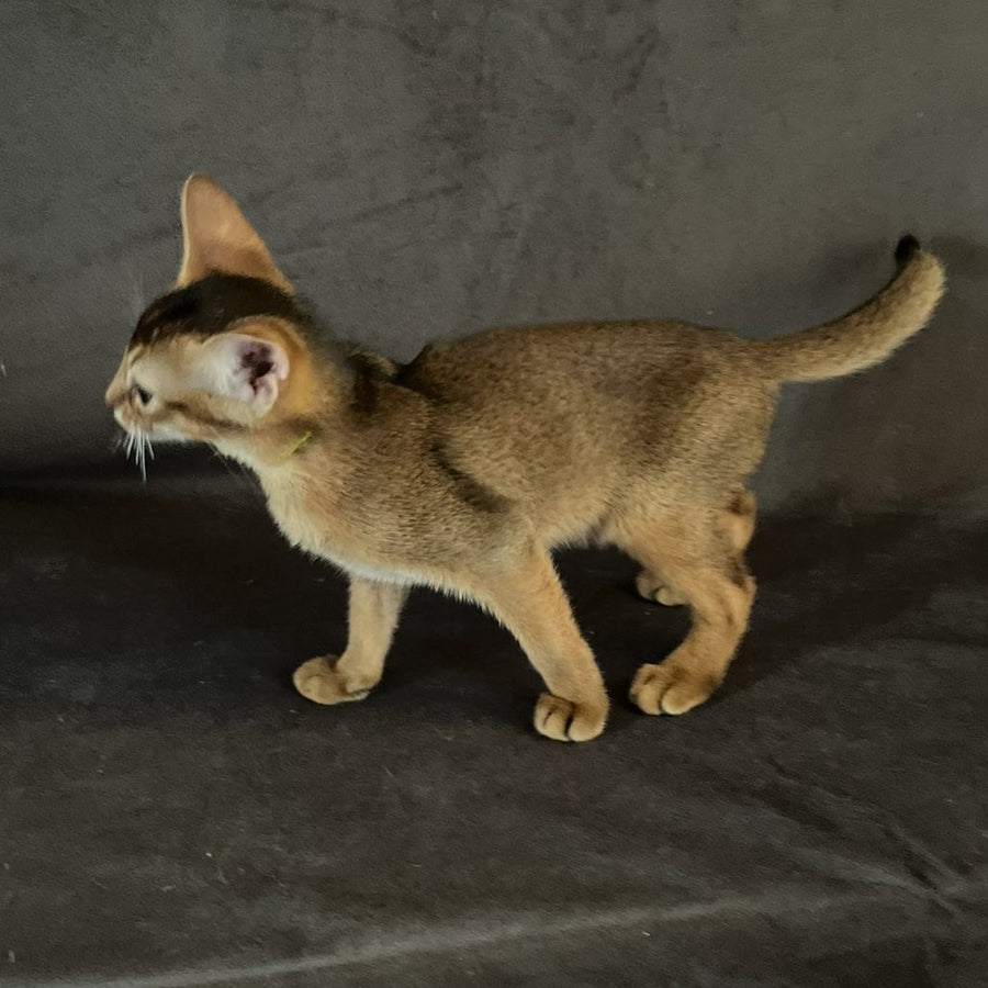 Flora Abyssinian female, black