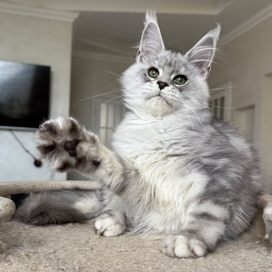 Paris Maine Coon male, black silver tabby