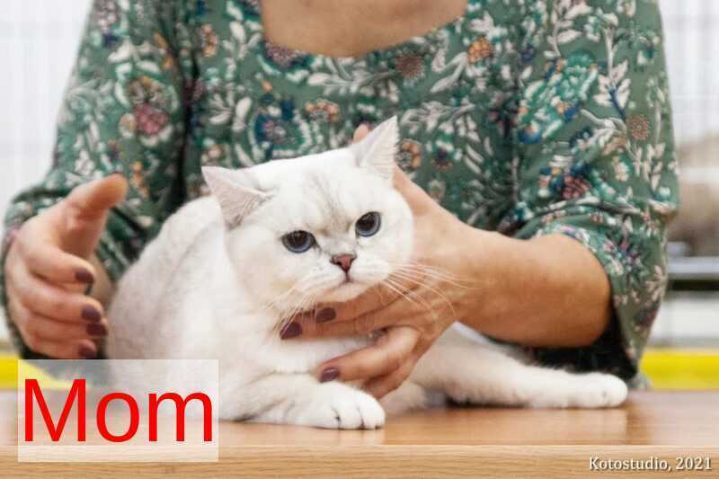 Princess Scottish Fold female, black silver shaded pointed