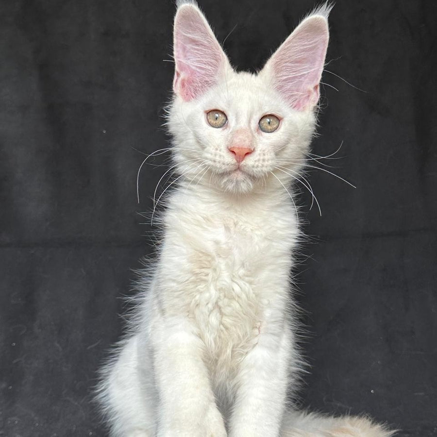 Jumbo Maine Coon polydactyl 6x6x6x6 male, red silver shaded