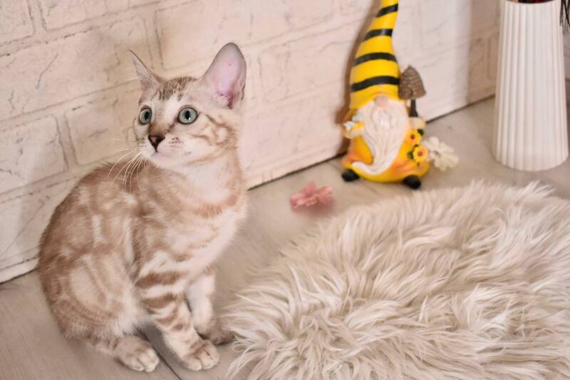 Kisa Bengal female snow mink - live animals