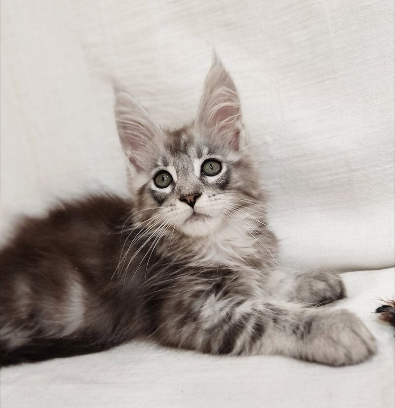 Drheyk Maine Coon male, black silver tabby