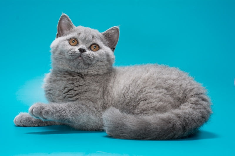 Olwen British Shorthair female, blue