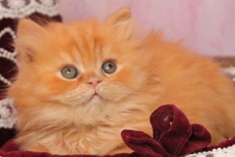 Bow British Longhair male red live animals