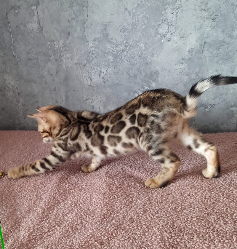 Michelle Bengal female black spotted tabby - live animals
