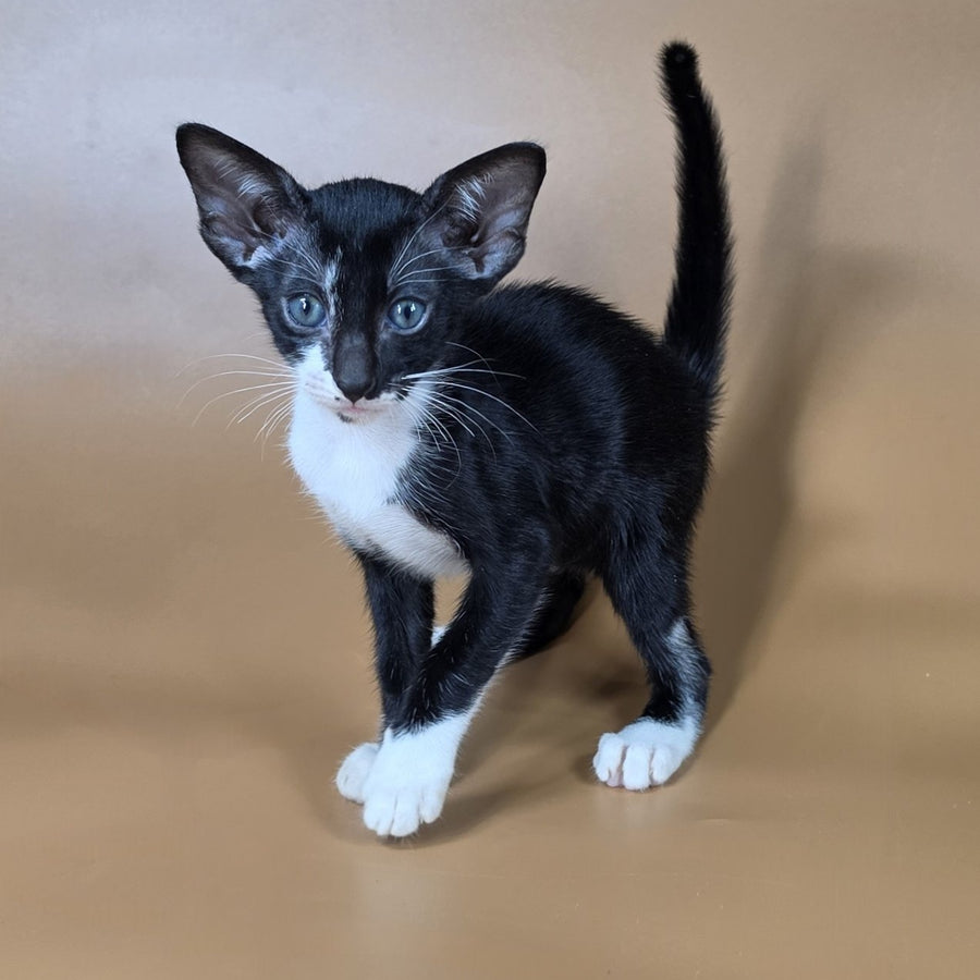 Daphne Oriental Shorthair female, black bicolour