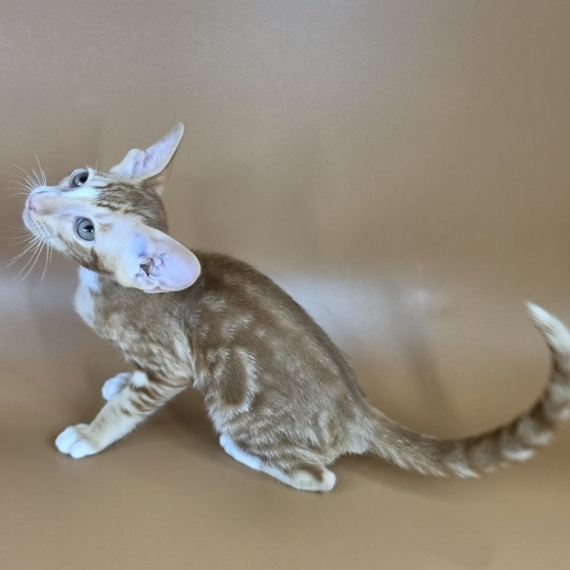 Xylan Oriental Shorthair male, red tabby mitted