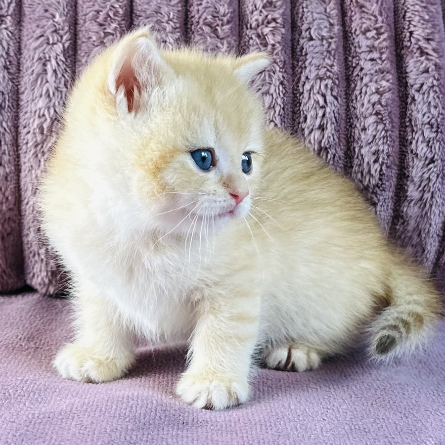 Jaya British Shorthair female, chocolate golden spotted tabby