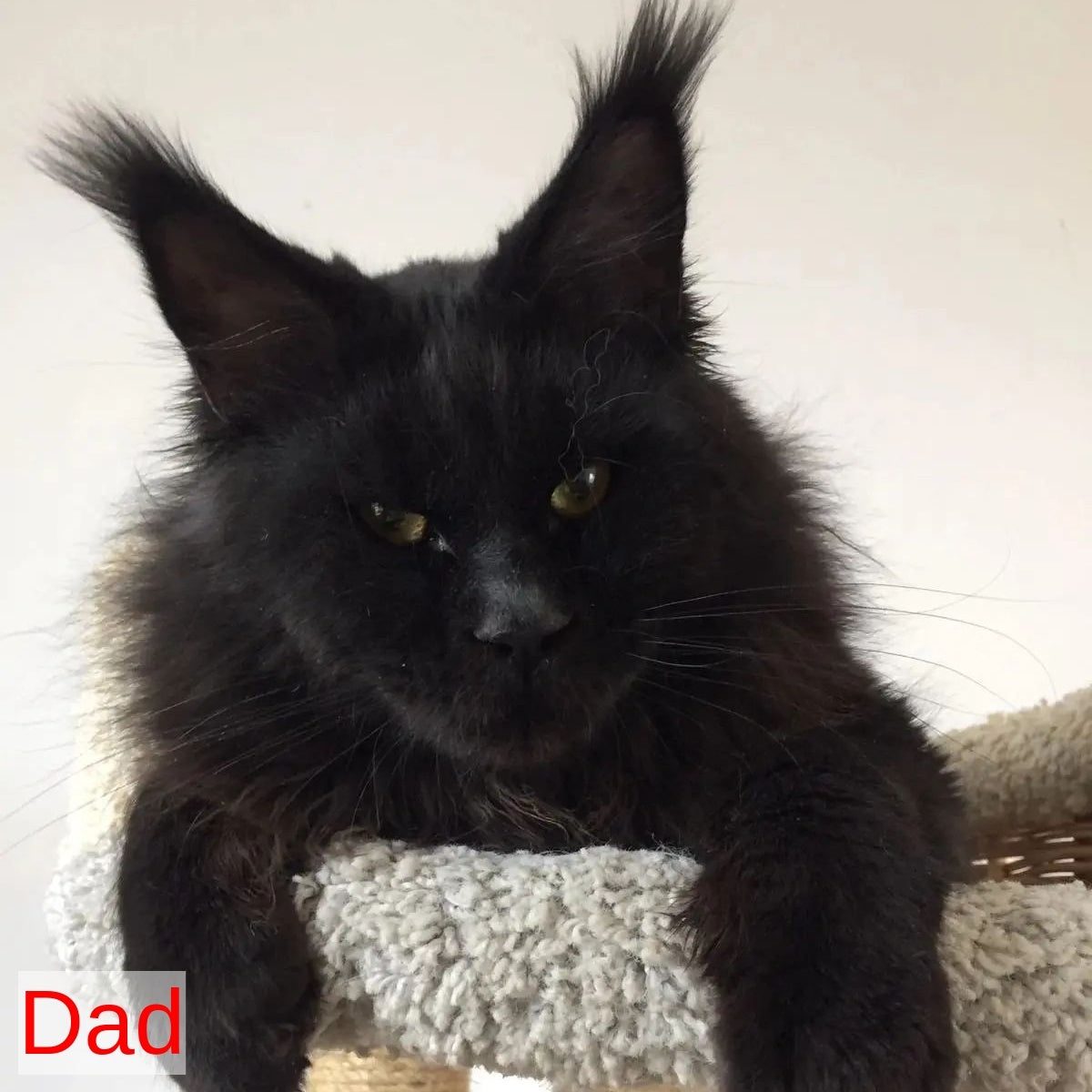 Petrovich Maine Coon male, black