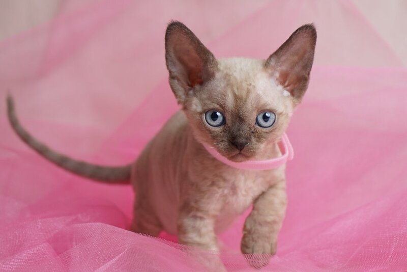 Nona Devon Rex female chocolate pointed - live animals