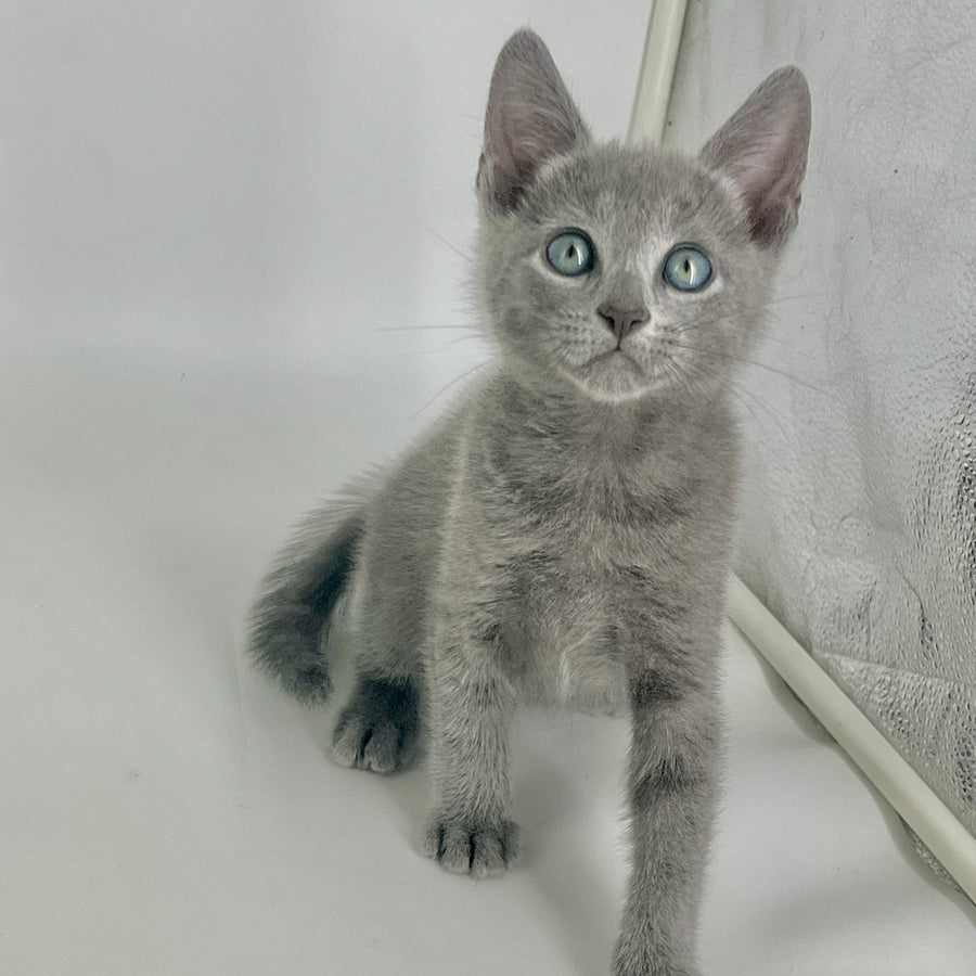 Aron Russian Blue male, blue