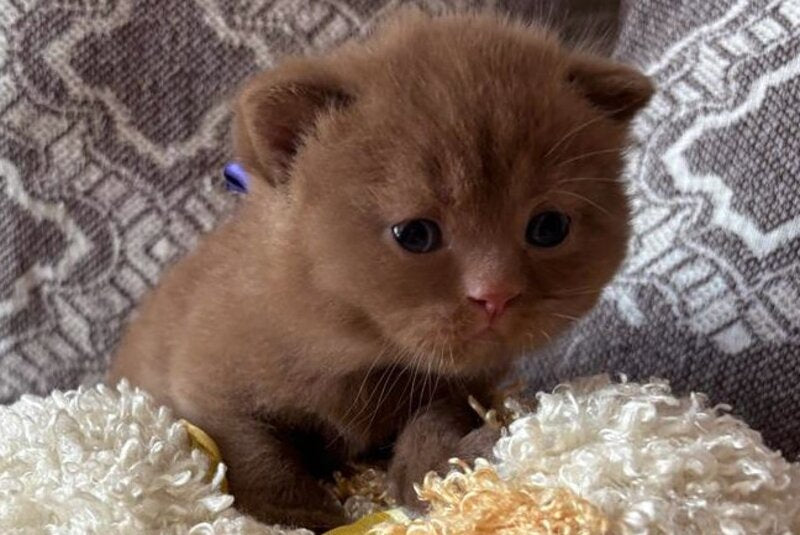 Jacky British Shorthair male, cinnamon