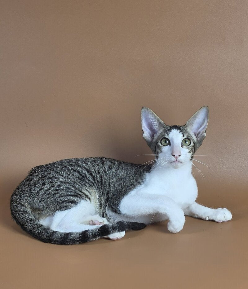 Ulya Oriental Shorthair female black bicolour spotted tabby - live animals