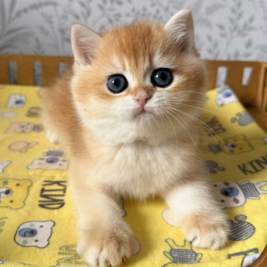 Wilma British Shorthair female, black golden chinchilla