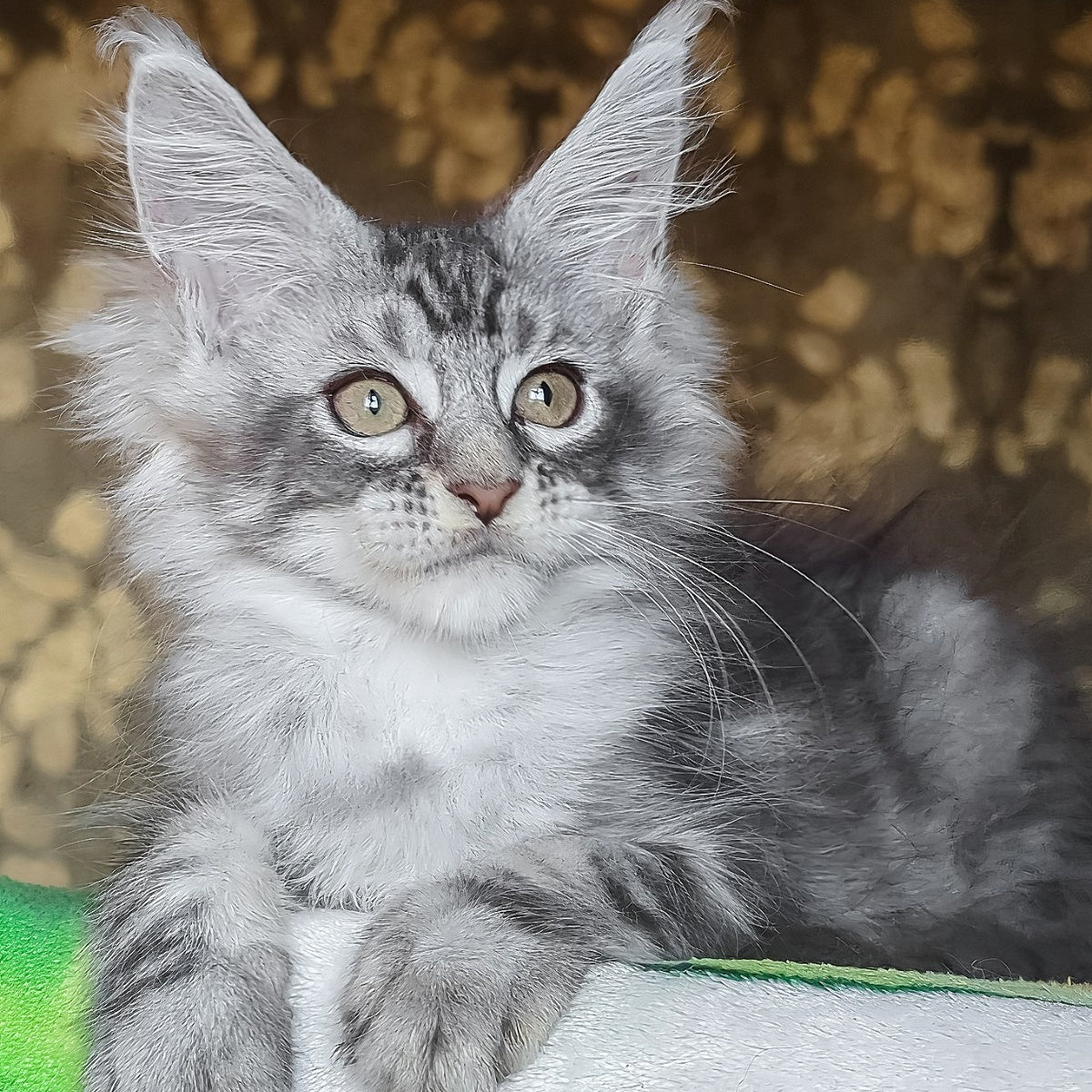 Izida Maine Coon female, black silver tabby
