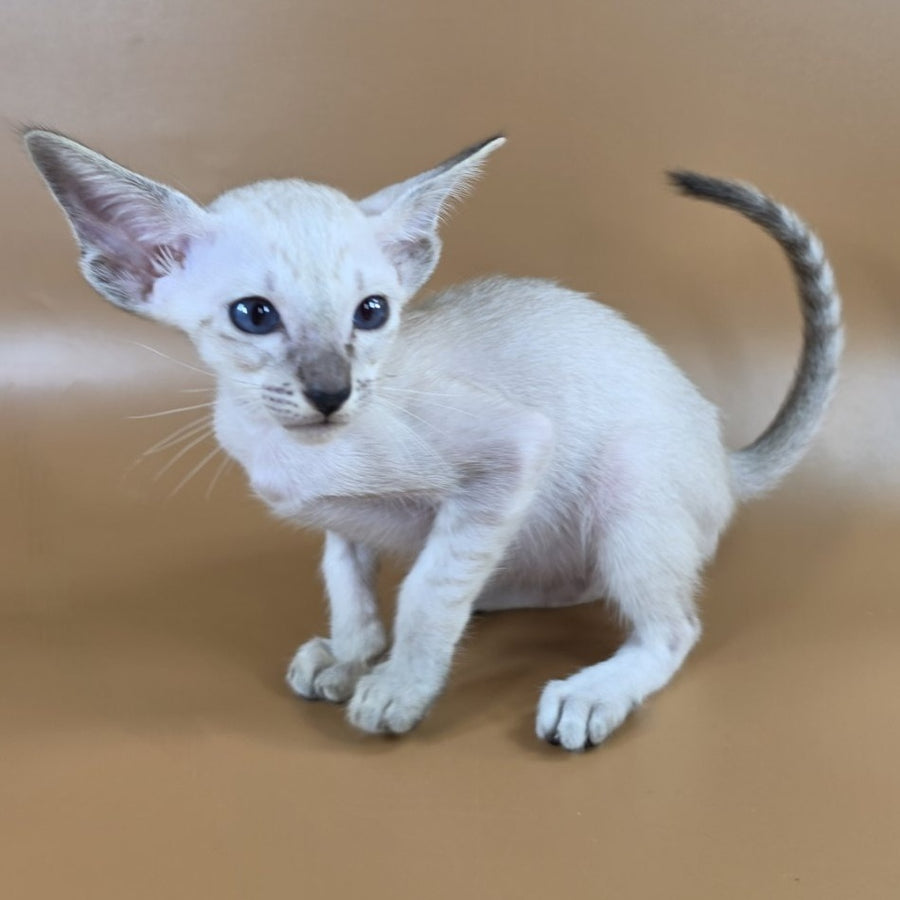 Yasmin Siamese female, black spotted tabby