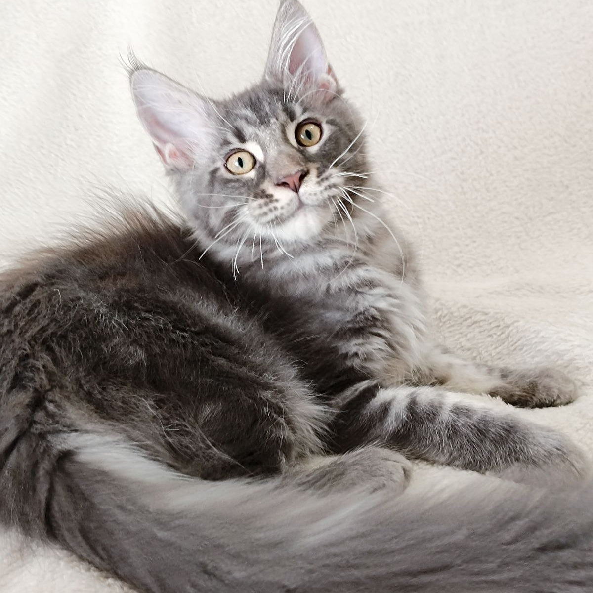Quasar King Maine Coon male, blue tabby