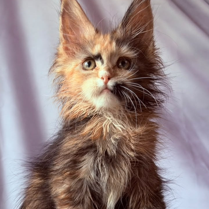 Nami Maine Coon polydactyl 5x5x6x6 female, black tortie with white