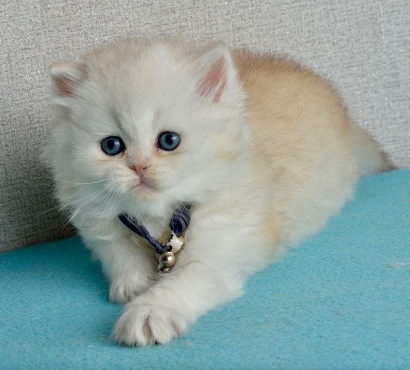 Ruby Scottish Straight female black silver shaded - live animals