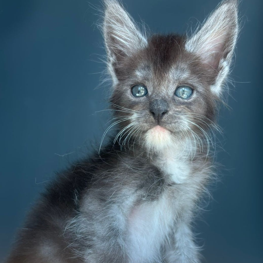 Fox Maine Coon male, black silver bicolour