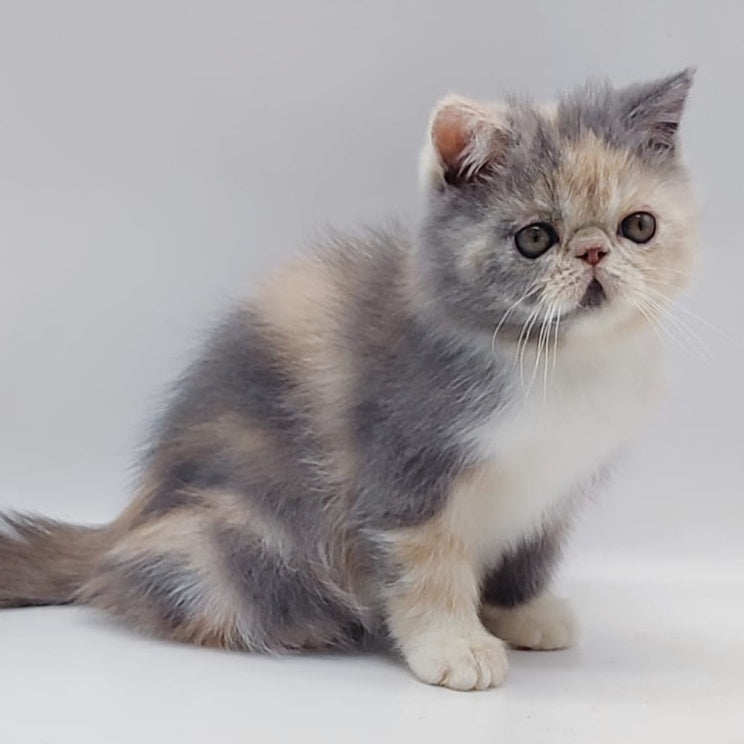 Klava Exotic female, blue tortie bicolour