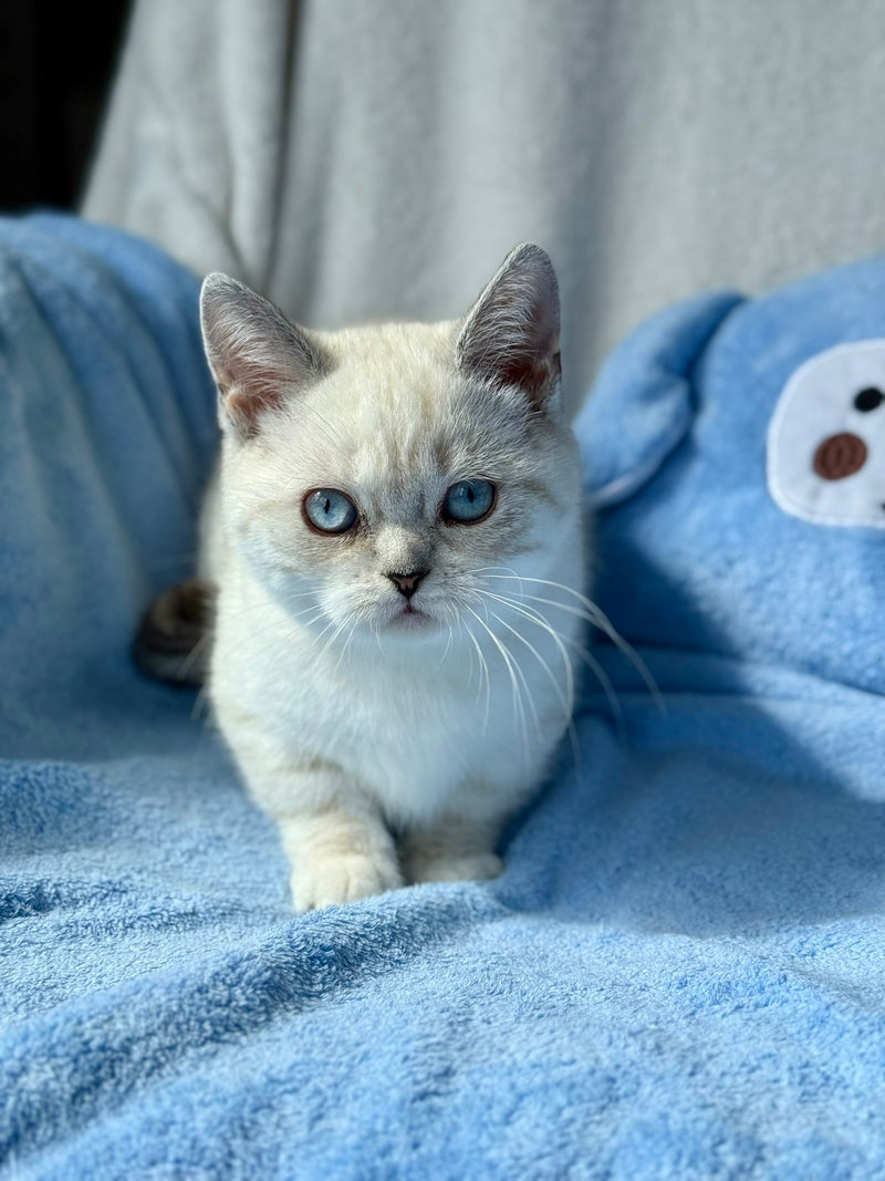 Naytiri Munchkin female black silver tabby pointed - live animals