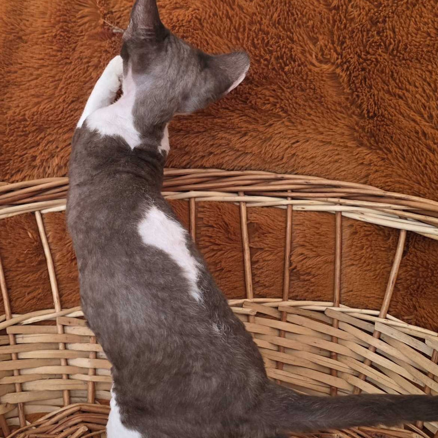 Uylis Devon Rex male, chocolate bicolour