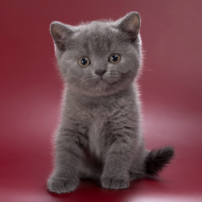 Pixie British Shorthair female, blue