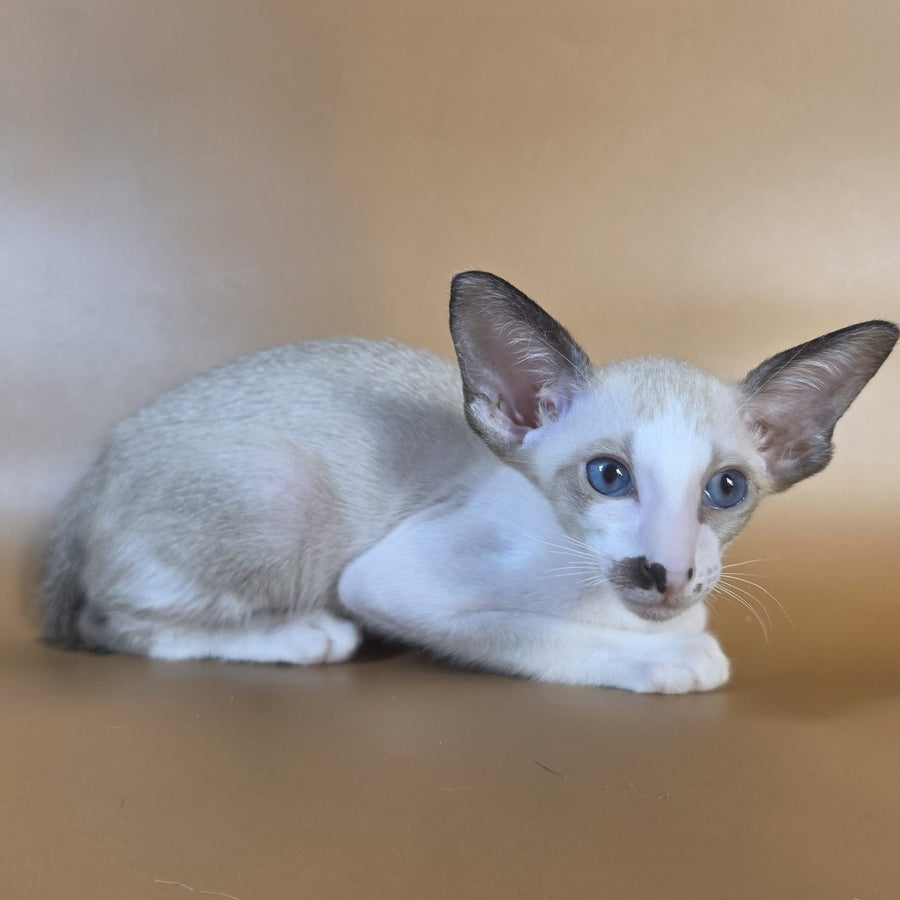 Cheesecake Oriental Shorthair male, black mitted