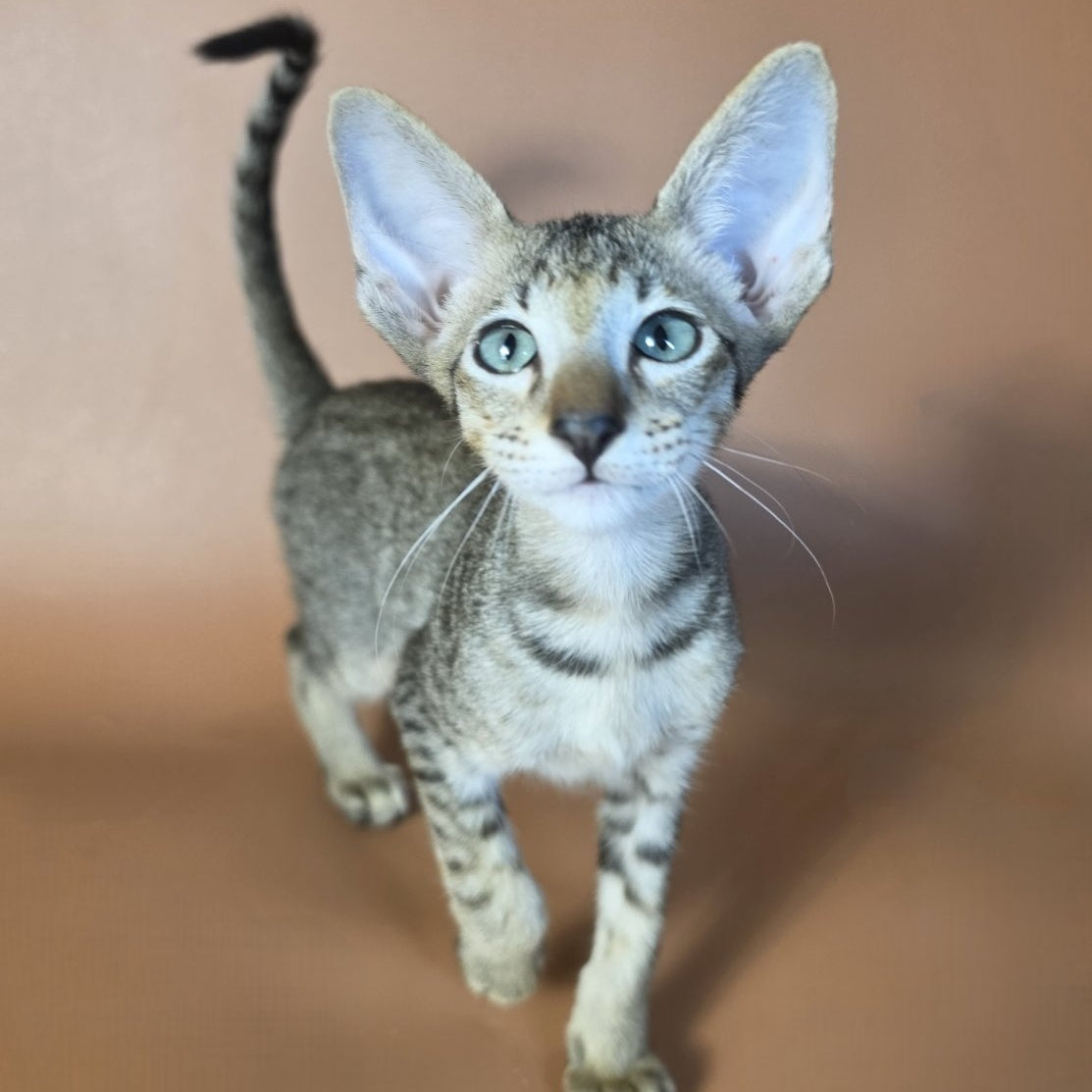 Gideon Oriental Shorthair male, black spotted tabby