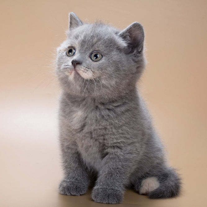 Queenie British Shorthair male, blue tortie