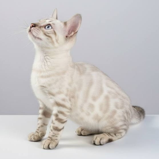 Wanda Bengal female, black spotted tabby pointed
