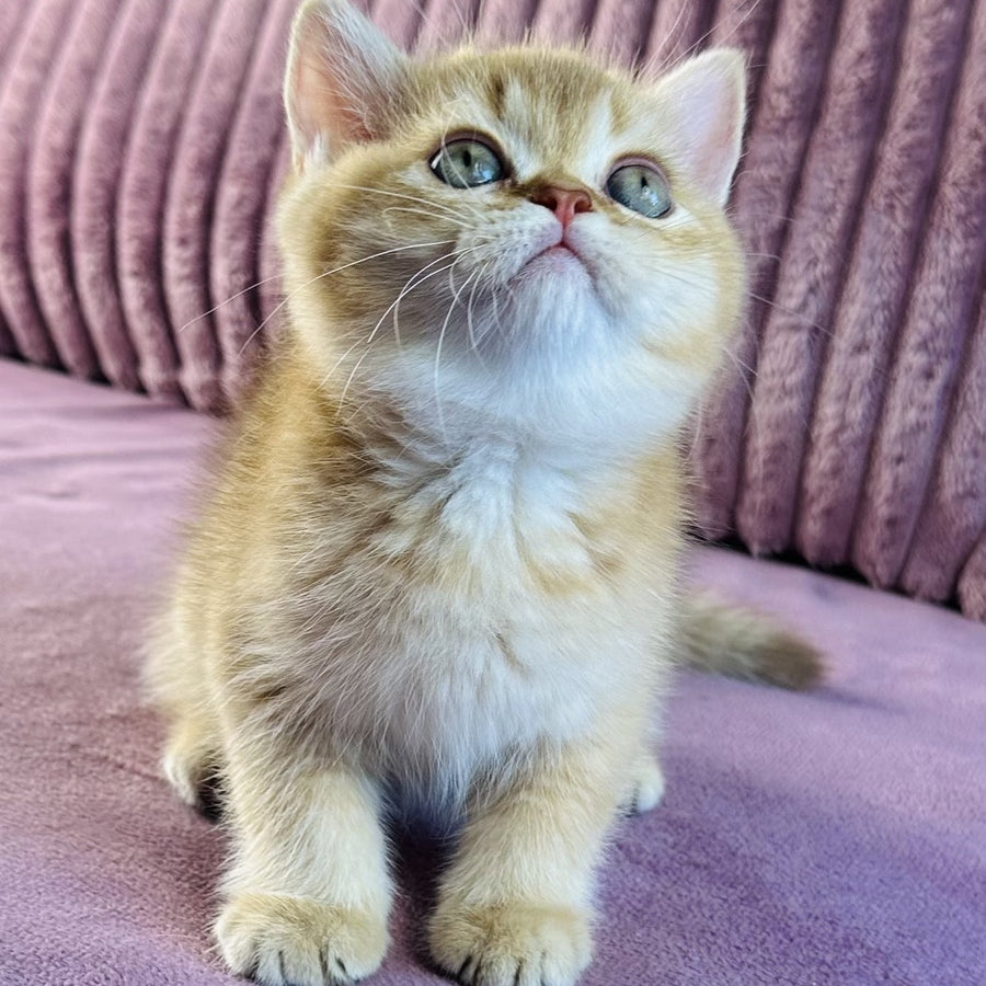 Golden Rose British Shorthair female, cinnamon golden shaded