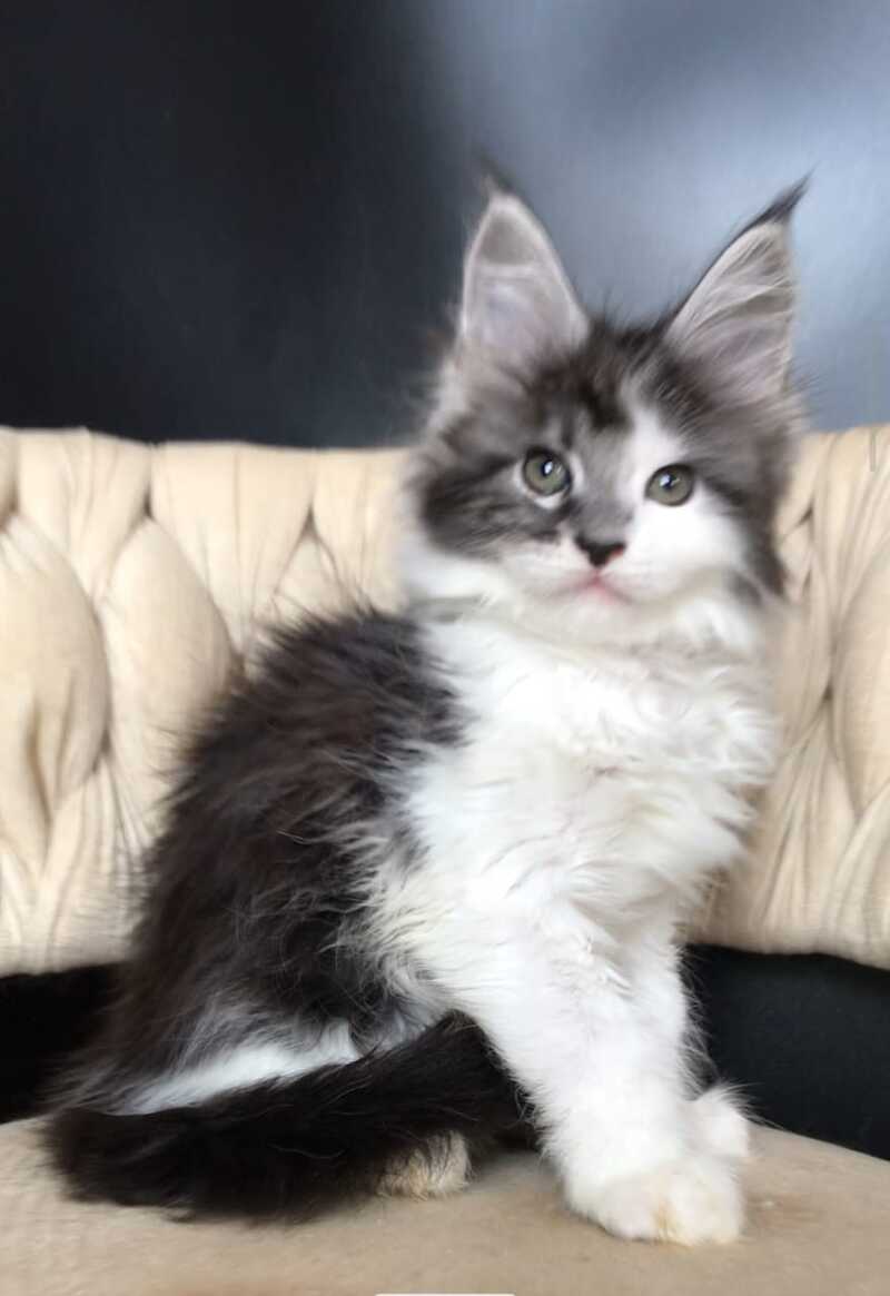 Winston Maine Coon male, black tabby bicolour