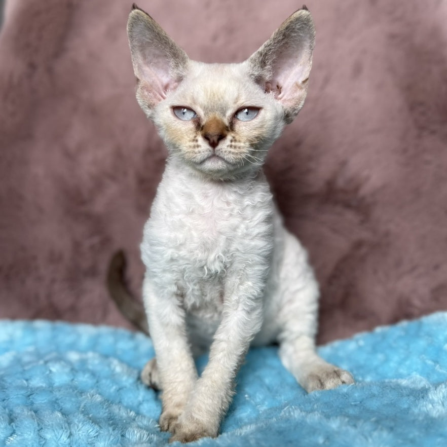 Xia Devon Rex female, seal lynx pointed