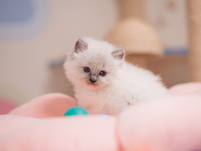 Willa Ragdoll female, blue mitted