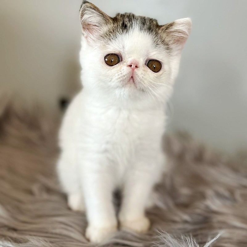 Amour Exotic female, black spotted tabby van