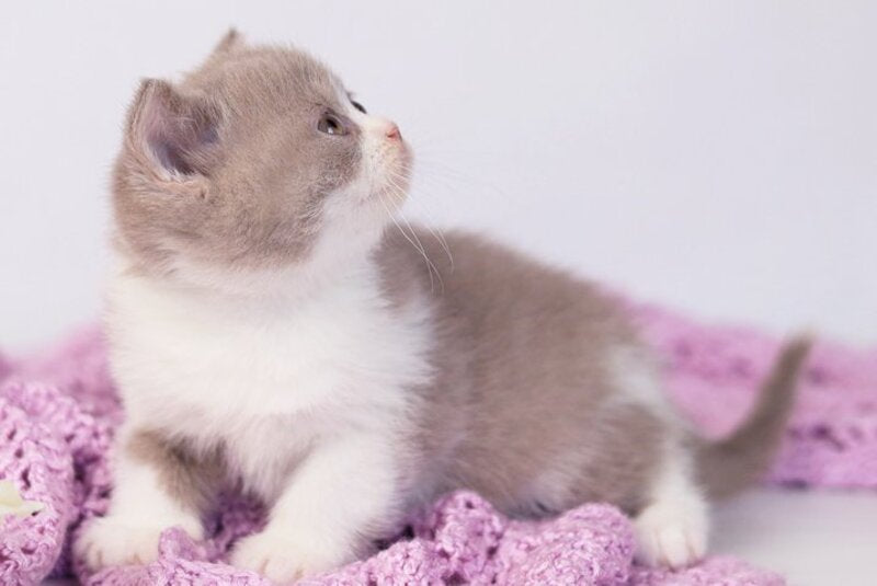 Quiana British Shorthair female lilac bicolour - live animals